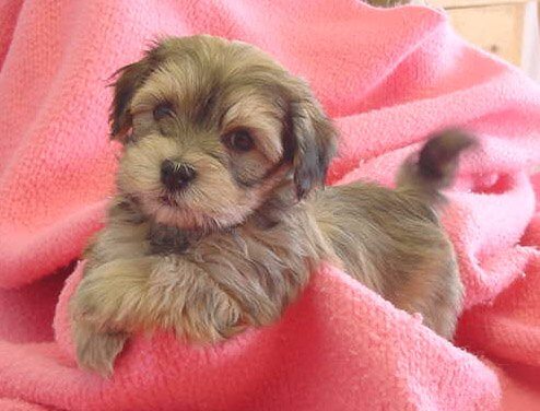 The Last Chapter: A Journey Through Pet Loss and Love