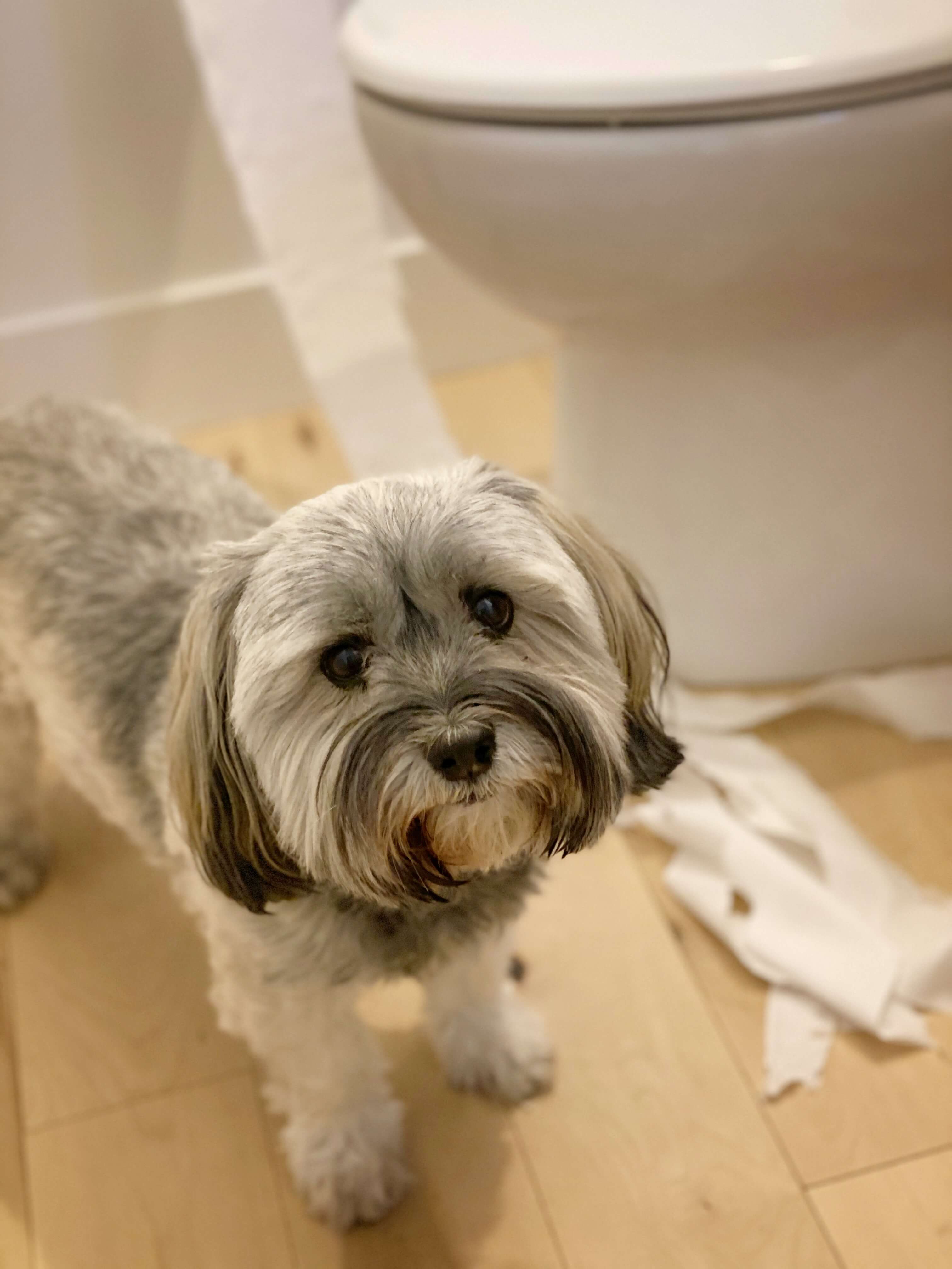 Chai, playing with TP