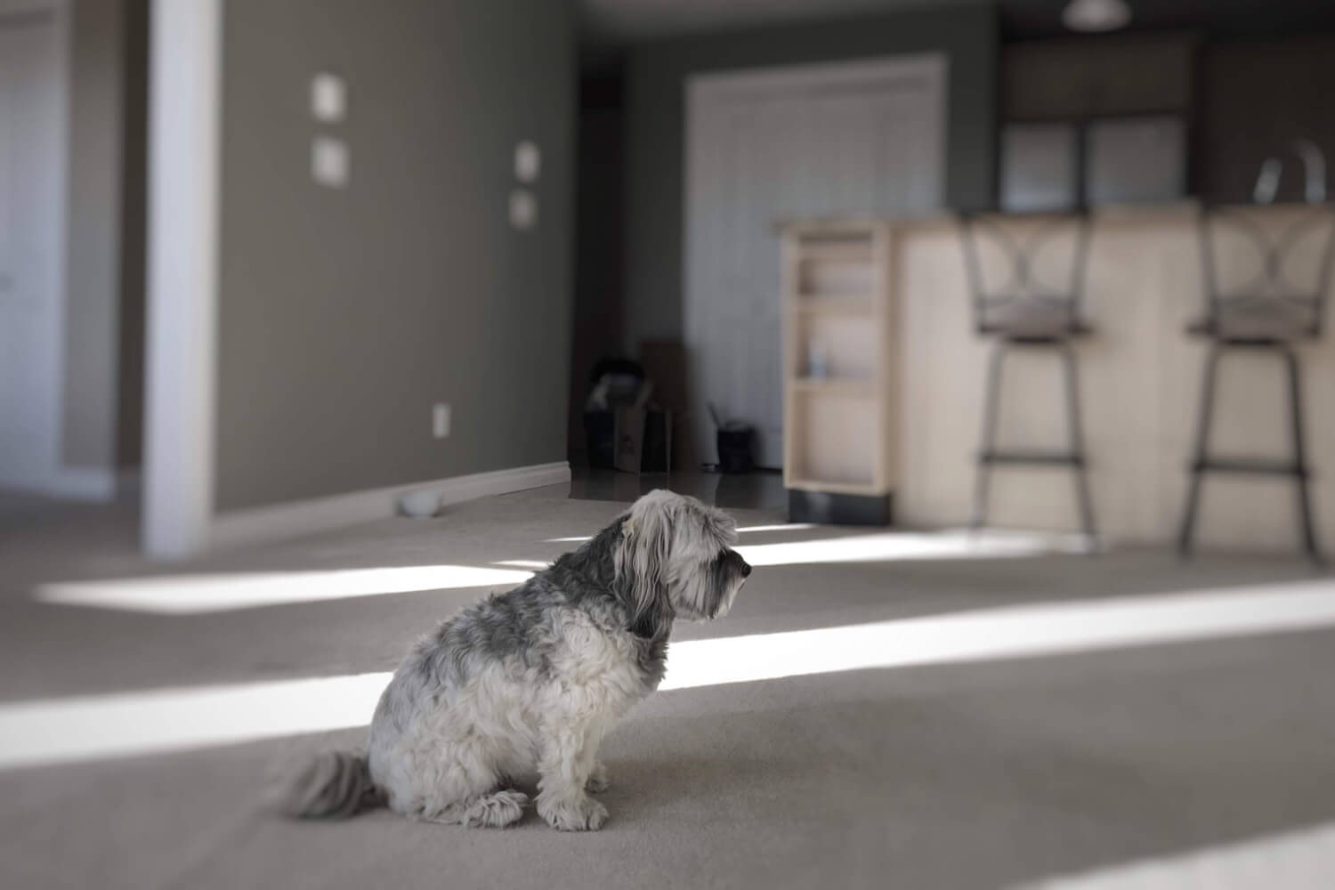 A+Heartbreaking+Choice%3A+Putting+Our+Dog+to+Sleep