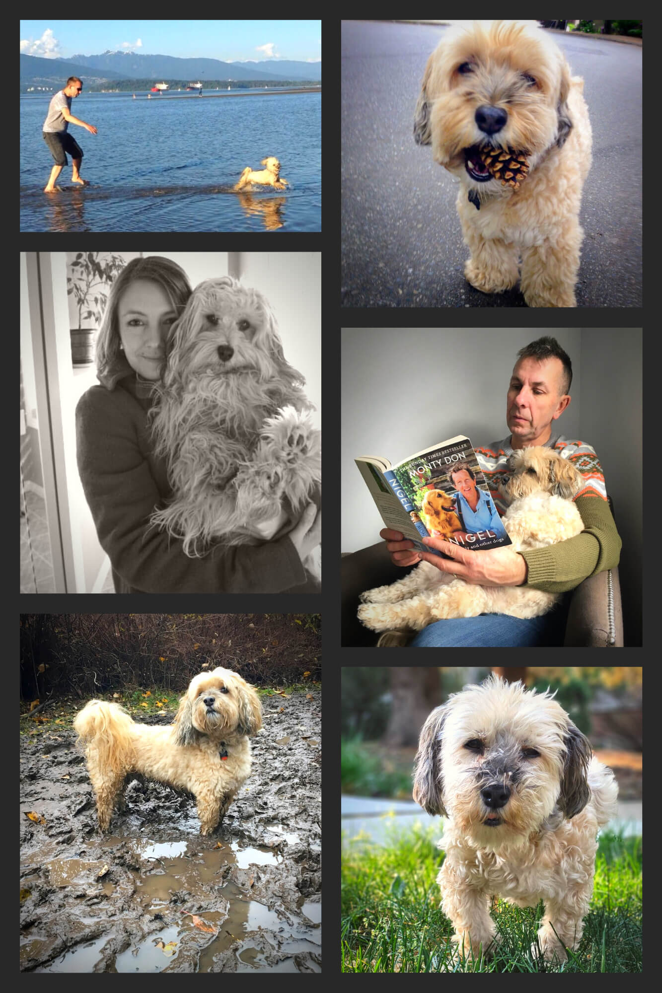 The Last Chapter: A Journey Through Pet Loss and Love