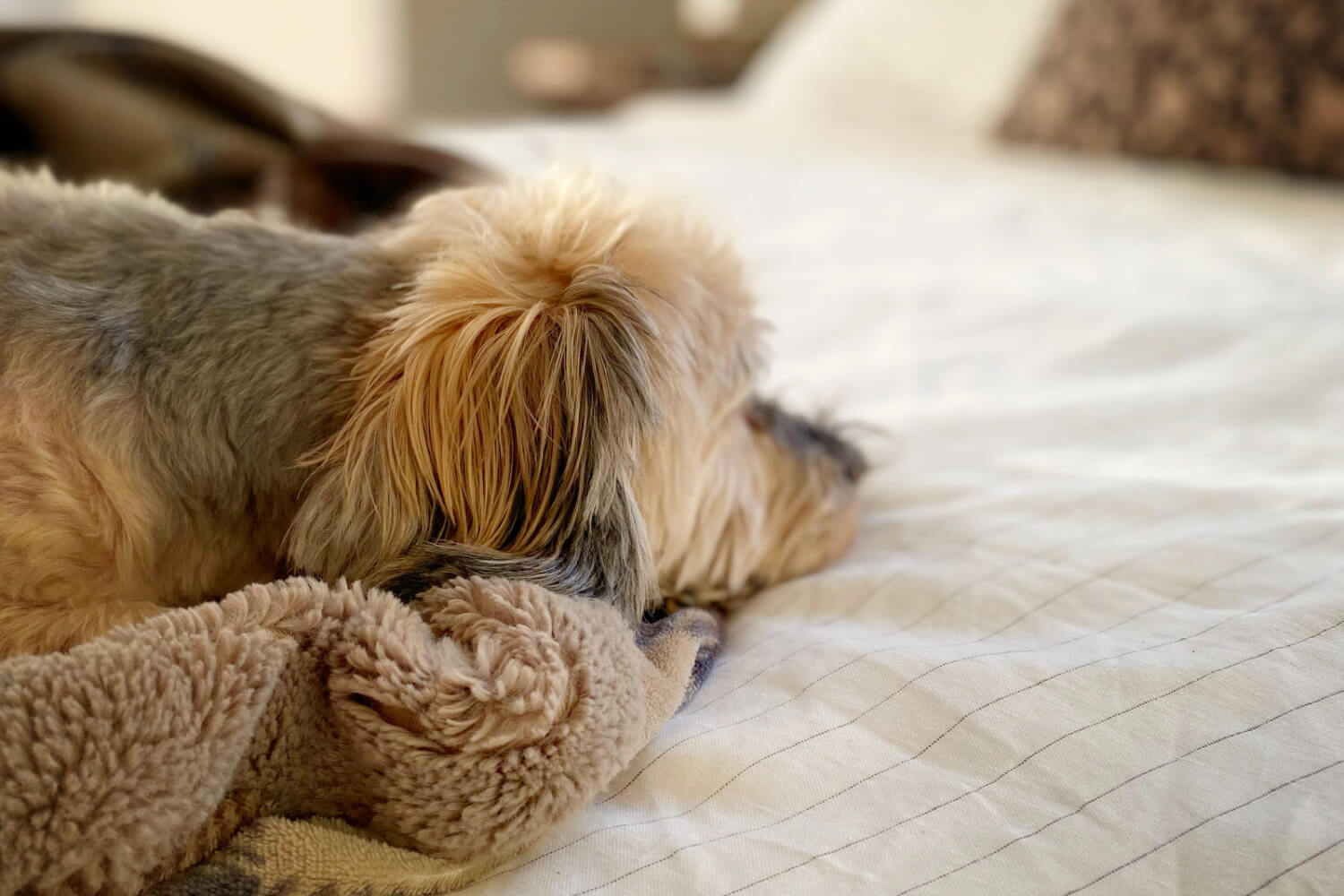 The+Last+Chapter%3A+A+Journey+Through+Pet+Loss+and+L