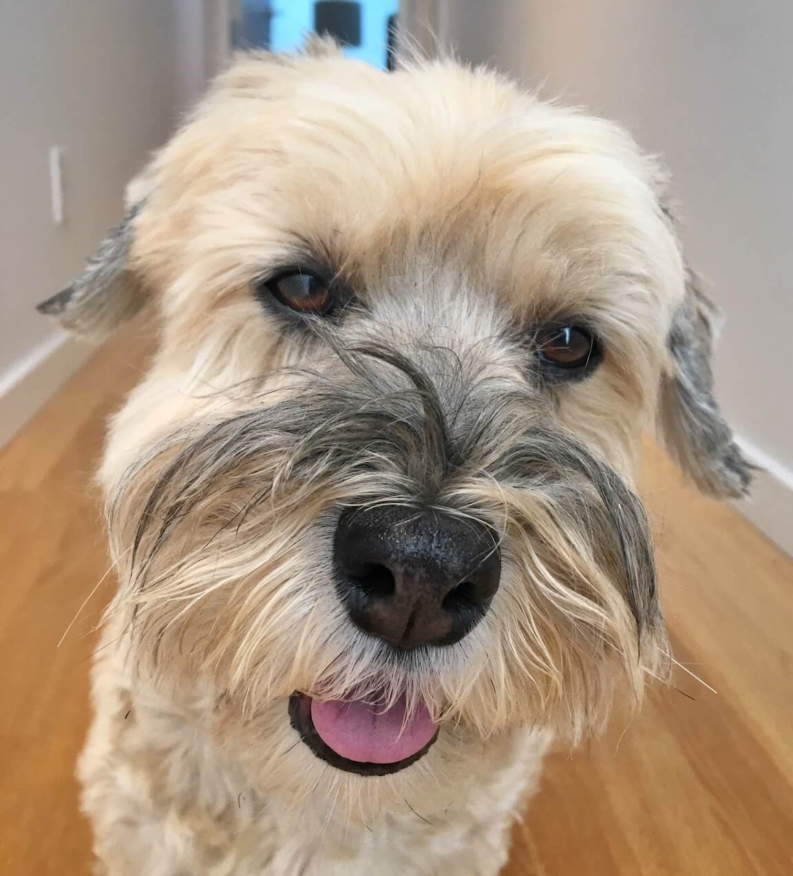 The Last Chapter: A Journey Through Pet Loss and Love